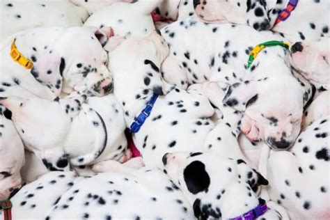 101 dalmatians real life.